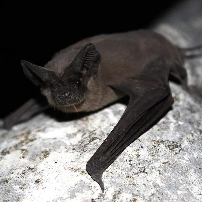 Morcego (Tadarida brasiliensis)