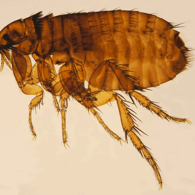 Pulga (Ctenocephalides felis)